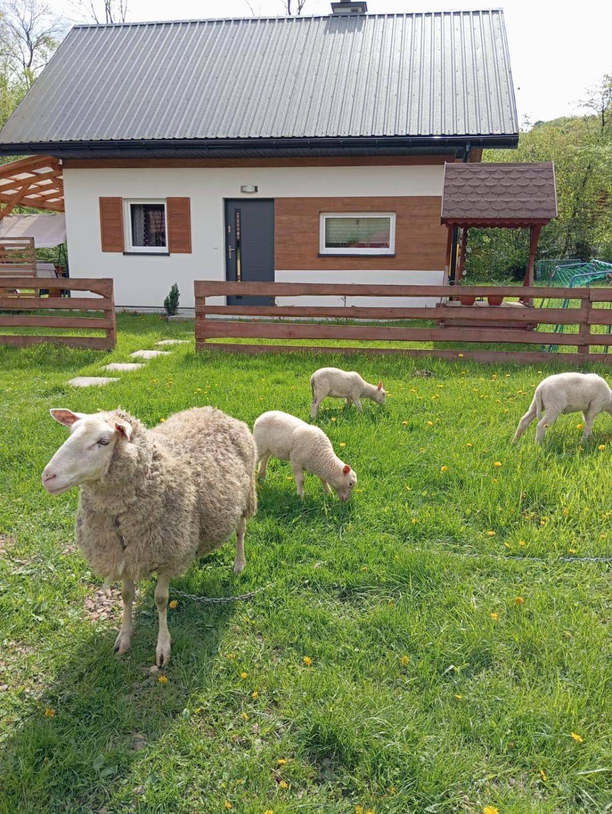 Domek Caloroczny Zagroda Mlynski Sułkowice Exterior foto